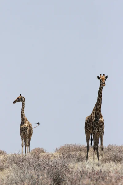 Giraffen — Stockfoto