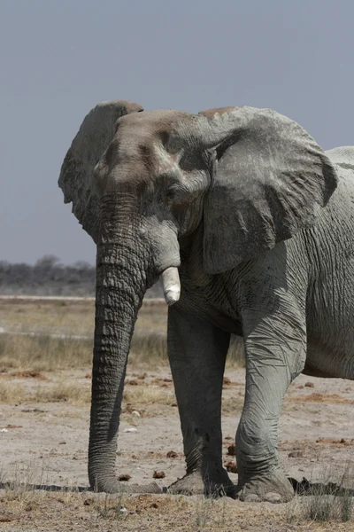 非洲象（Loxodonta africana）) — 图库照片