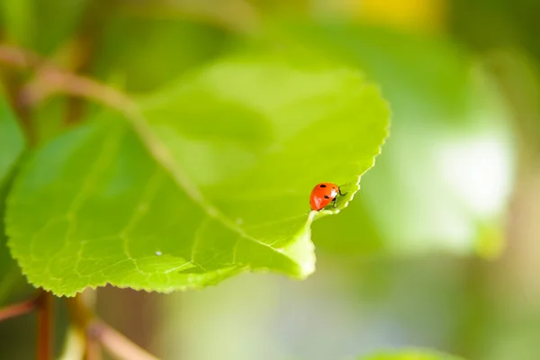 Coccinella strisciare su un pezzo di — Foto Stock