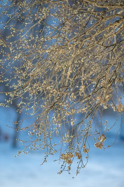 Tree Branch on Bright Sunny Blue Background. Shallow Depth of Fi — Stock Photo, Image