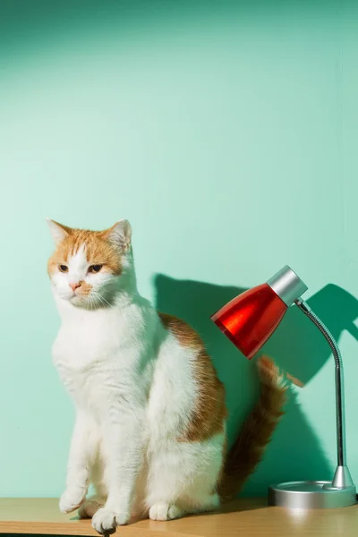 Masadaki kedi.