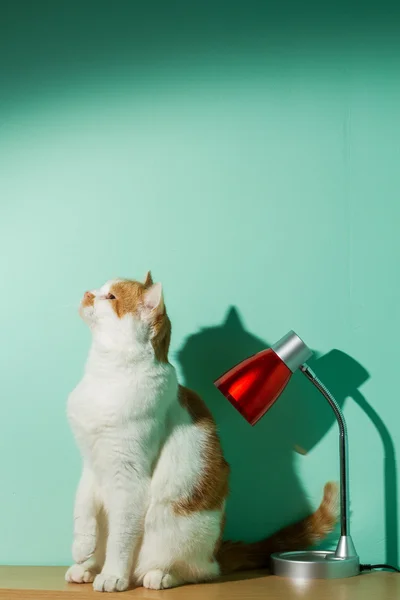 Masadaki kedi.