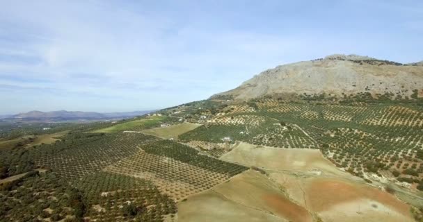 4K Aerial, Penerbangan sepanjang pegunungan dan perkebunan zaitun, Andalusia, Spanyol — Stok Video