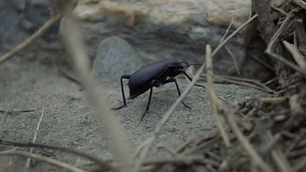 1000fps, Real slowmo of an andalusian bug — Stock Video