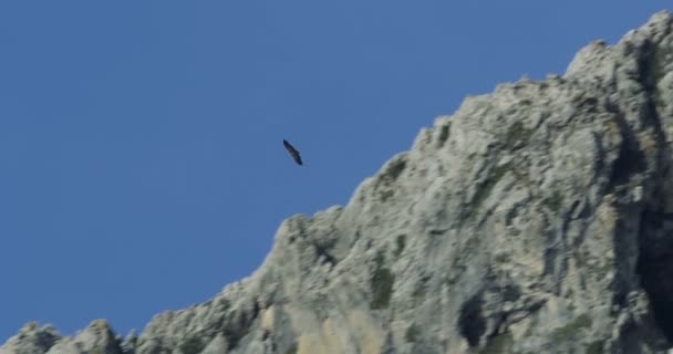 4k, twee eagles landing op hun nesten — Stockvideo