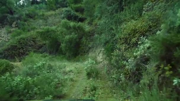 深い森の中、アンダルシア、スペインで — ストック動画