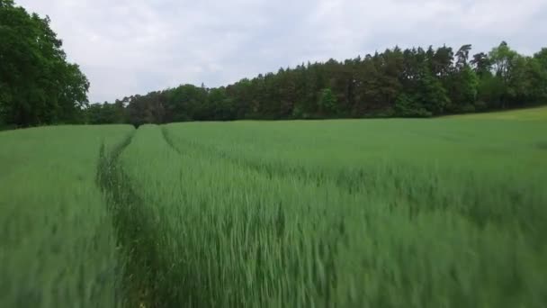 4k antenne, Flying zeer dicht boven gras — Stockvideo