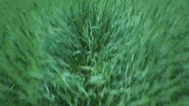 4 k 飛んで空中草の上を閉じる — ストック動画