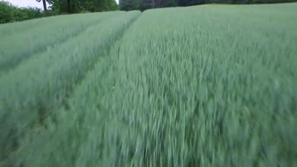 4K Aérien, volant très près au-dessus de l'herbe — Video