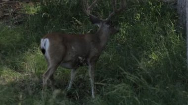Geyikler, Yosemite Nationalpark, Amerika Birleşik Devletleri