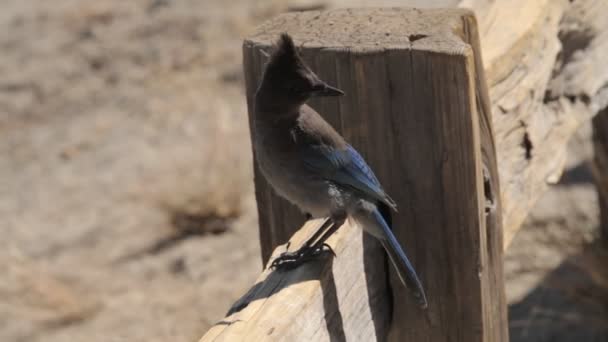 Yosemite Nationalpark, Stati Uniti — Video Stock