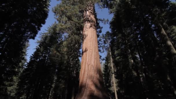 Yosemite Nationalpark, Amerika Birleşik Devletleri — Stok video