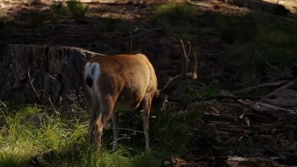 Ciervos en el Yosemite Nationalpark, Estados Unidos — Vídeos de Stock