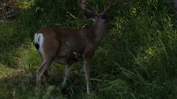 Cerfs dans le parc national Yosemite, États-Unis 