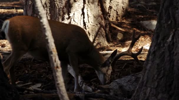 Deers in the Yosemite Nationalpark, Stati Uniti — Video Stock