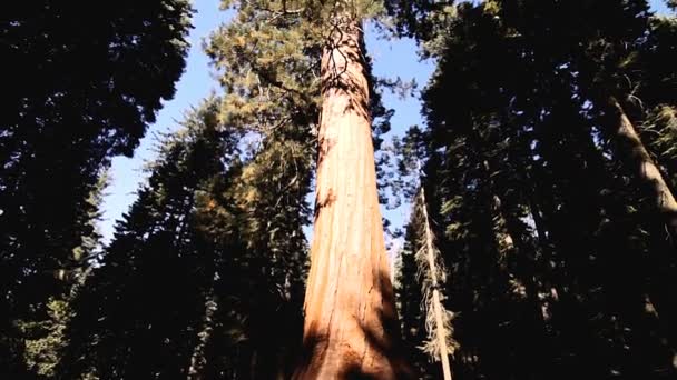 Yosemite Nationalpark, Verenigde Staten — Stockvideo