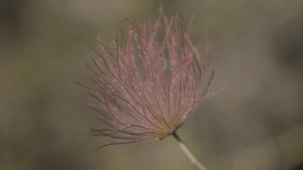 Flowers bij Sunset Crater monument, Arizon, Verenigde Staten - — Stockvideo