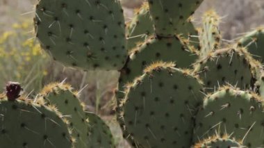 Page Springs Çölü'nde Kaktüs, Arizona, Amerika Birleşik Devletleri - 