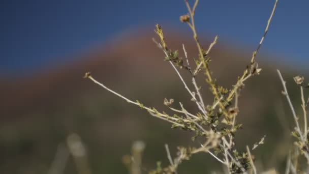 Sunset Crater Monument, Arizon, Verenigde Staten — Stockvideo