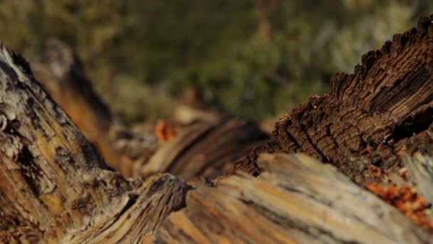 Trunk at Sunset Crater Monument, Arizon, USA — Stock Video