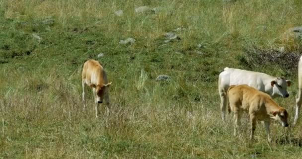 Koeien en Cattles op Gias Della Casa, Italië - Graded en gestabiliseerde versie. Horloge ook voor het oorspronkelijke materiaal, direct uit de camera. — Stockvideo