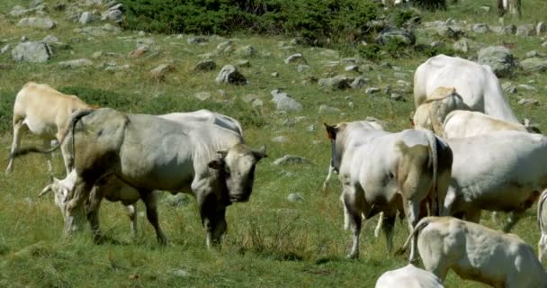 Kor och Cattles på Gias della Casa, Italien — Stockvideo