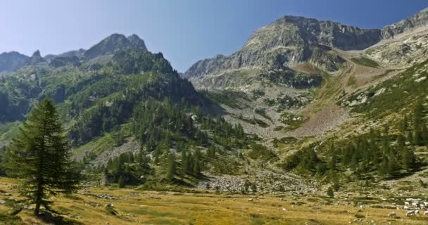 Kühe und Rinder in gias della casa, italien — Stockvideo