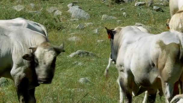 Mucche E Bovini A Gias Della Casa, Italia - Versione graduata e stabilizzata. Guarda anche il materiale nativo, direttamente dalla fotocamera . — Video Stock