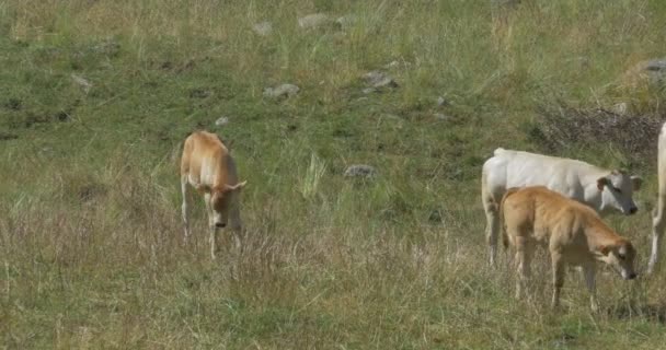 Cows And Cattles At Gias Della Casa, Italy - Graded and стабилизированная версия. Следите также за родным материалом, прямо из камеры . — стоковое видео