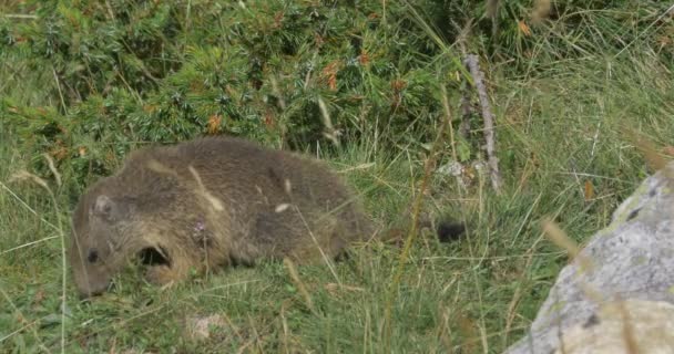 4k, wodospad w Rifugio Scarfiotti, Włochy — Wideo stockowe