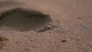 1080p, plaj, hawaii