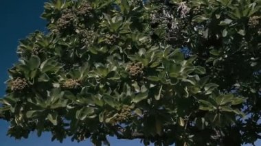 1080p, oahu, kaui, büyük ada ve maui gezegende dünyanın en iyi ve en güzel plajlar