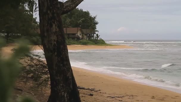 1080p, plaży, Hawaje — Wideo stockowe