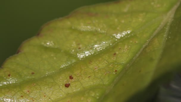 1080p, macro de formigas e piolhos de videira em folhas — Vídeo de Stock
