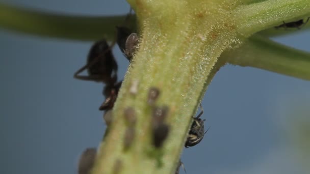 1080p, makro mravenců a révy vši na listí