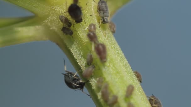 1080p, macro de formigas e piolhos de videira em folhas — Vídeo de Stock