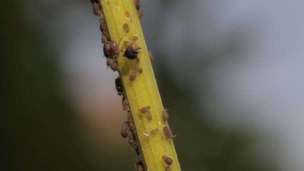 1080p, macro des fourmis et des poux de vigne sur les feuilles — Video