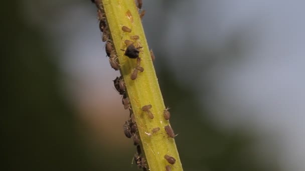 1080p, macro des fourmis et des poux de vigne sur les feuilles — Video