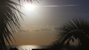 1080p, güzel sabah güneşi palm(s) önünde ile