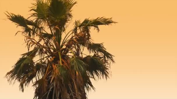 1080p, güzel sabah güneşi palm(s) önünde ile — Stok video