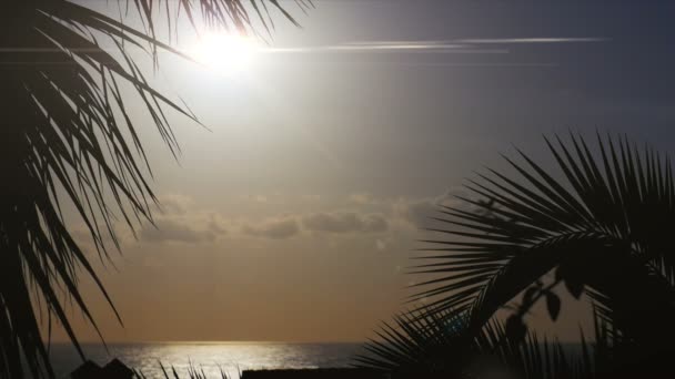 1080p, Hermoso sol de la mañana con palma (s) en frente — Vídeo de stock