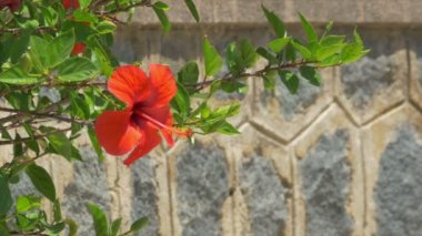 Calvi, Korsika'da Amaryllis Çiçeği