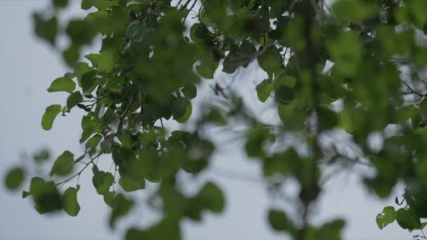 风和太阳中的树叶 — 图库视频影像