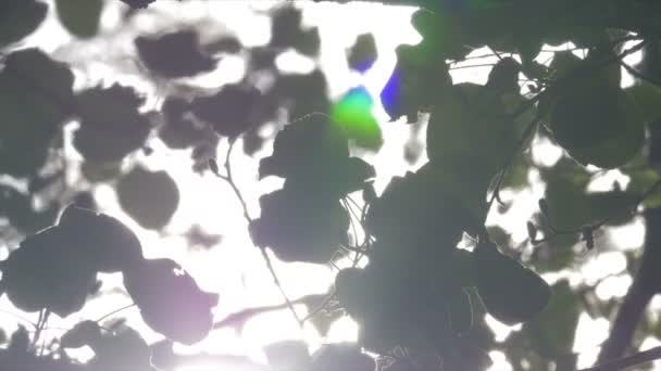 Stromoví listí ve větru a slunci — Stock video