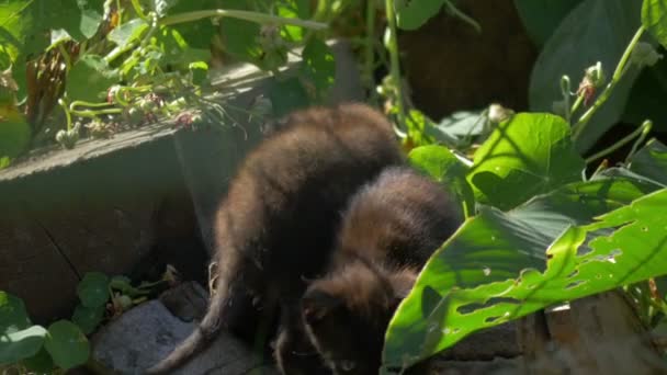 Vackra och söta kattungar, leker tillsammans — Stockvideo