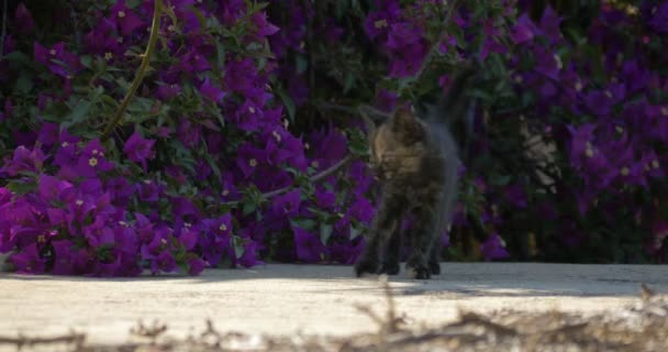 Красиві і милі кошенята, граючи разом — стокове відео