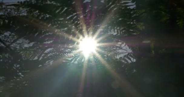 4K, raggi di sole attraverso felce, piselli e alberi — Video Stock