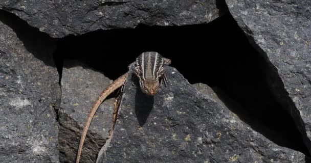 4k, piękne lizzard siedzi między kamienie muru — Wideo stockowe