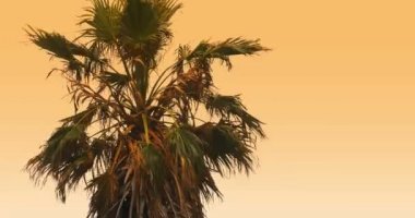 4k, güzel sabah güneşi palm(s) önünde ile