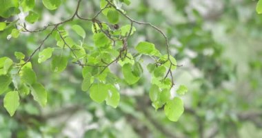 4k, Rüzgar ve güneş ağacı leafes